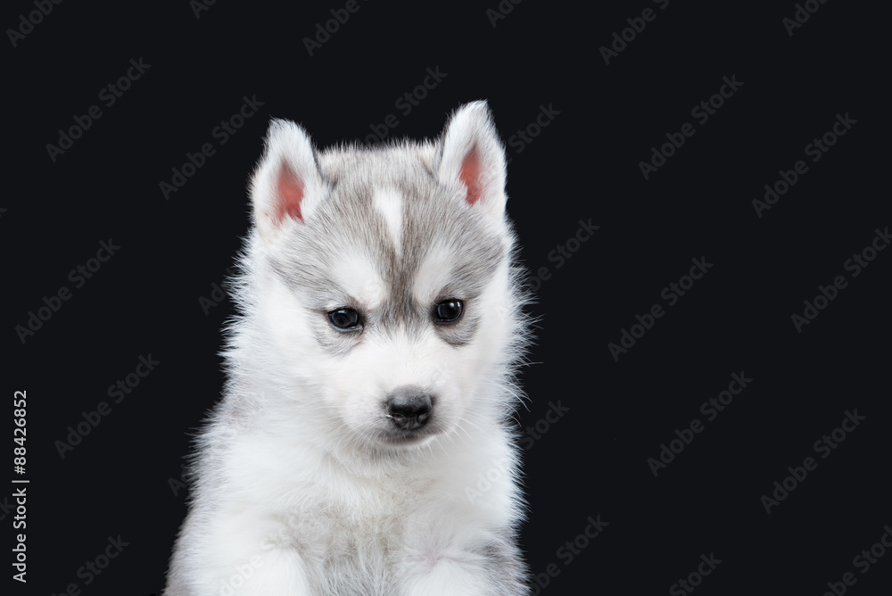 Cute little puppy of syberian husky