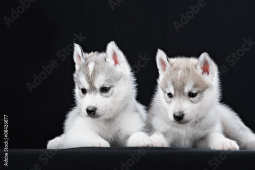 Two Little cute puppy of Siberian husky dog in studio over black