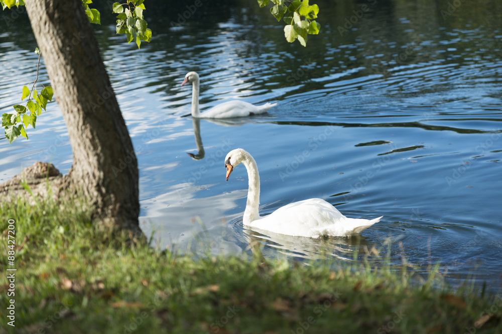Fototapeta premium Cigni al parco che nuotano