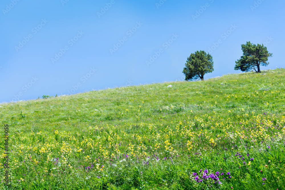 Hill with flowers