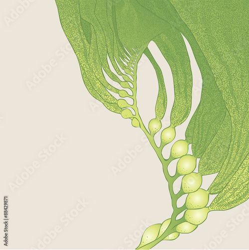 vector illustration - Seaweed (kelp)