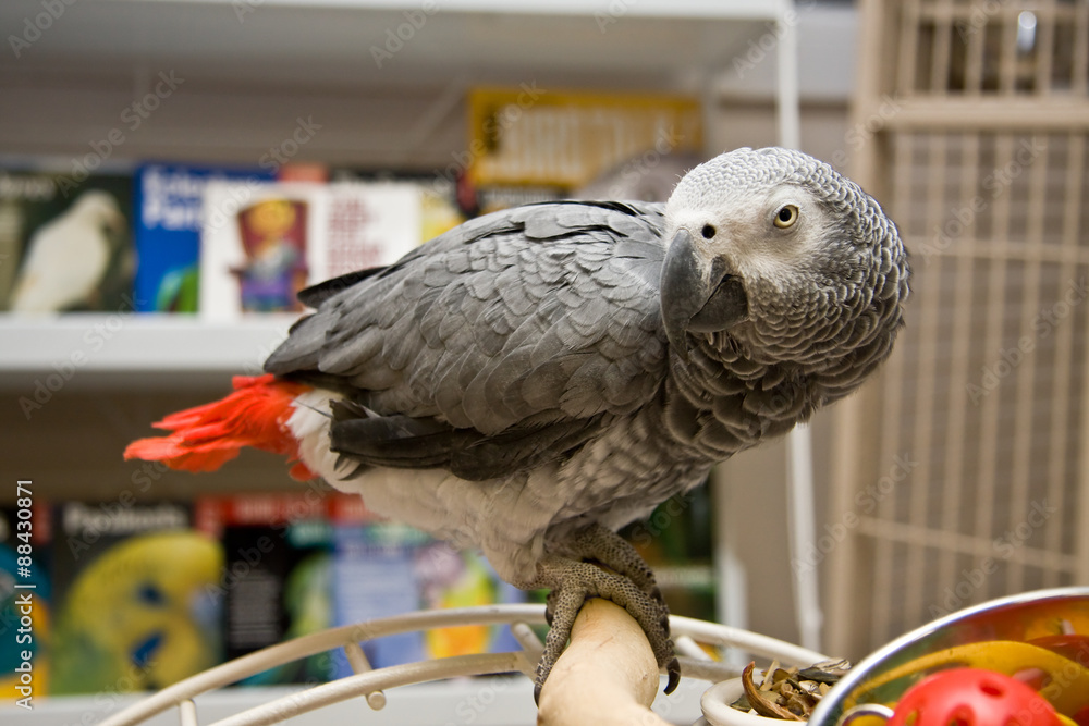 Fototapeta premium African Grey in a Pet Store