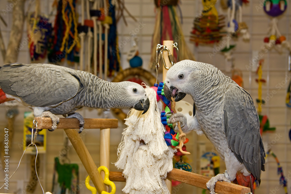 Obraz premium African Greys Playing on a Play Stand