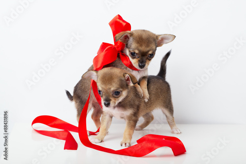cute puppies chihuahua with red ribbon © Aliaksei Lasevich