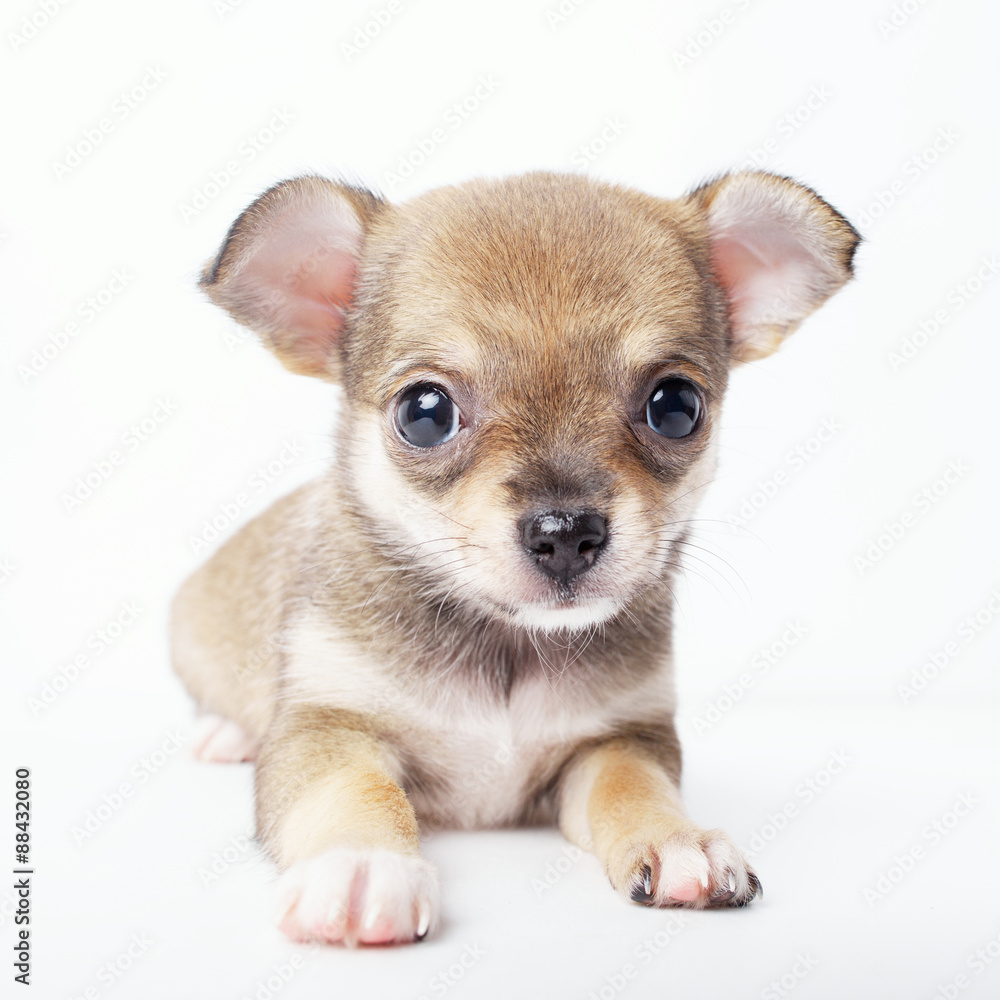 little chihuahua puppy on white background little chihuahua puppy on white background