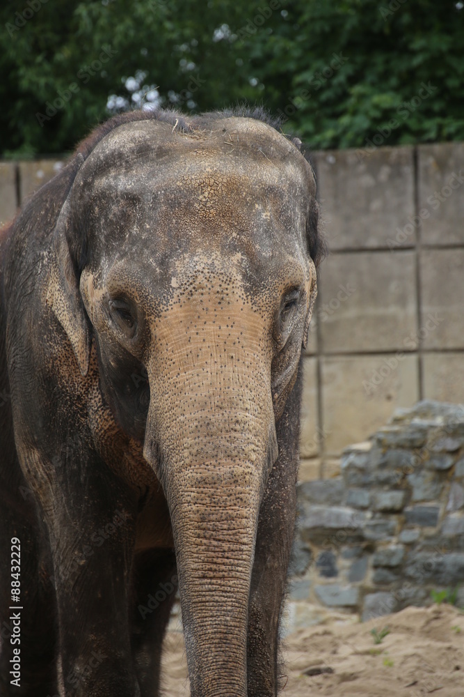 Fototapeta premium Medium shot of an asiatic elephant (Elephas maximus)