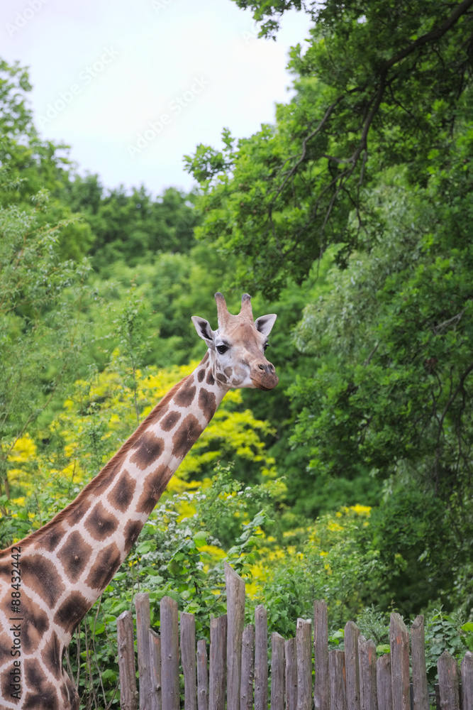 Fototapeta premium Rothschilds Giraffe (Giraffa camelopardalis rothschildi) in front of green trees and palisade