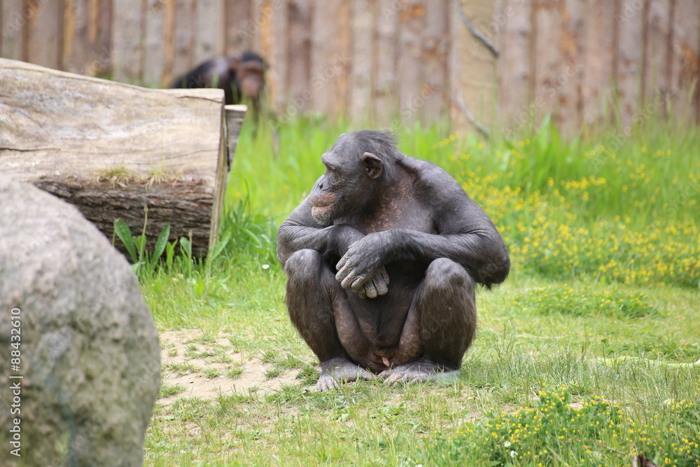 Naklejka premium A chimpanzee (Pan troglodytes) sitting on the ground