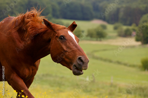 Fototapeta Naklejka Na Ścianę i Meble -  Fuchs schüttelt sich