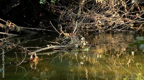 Our house - moorhen and nest photo