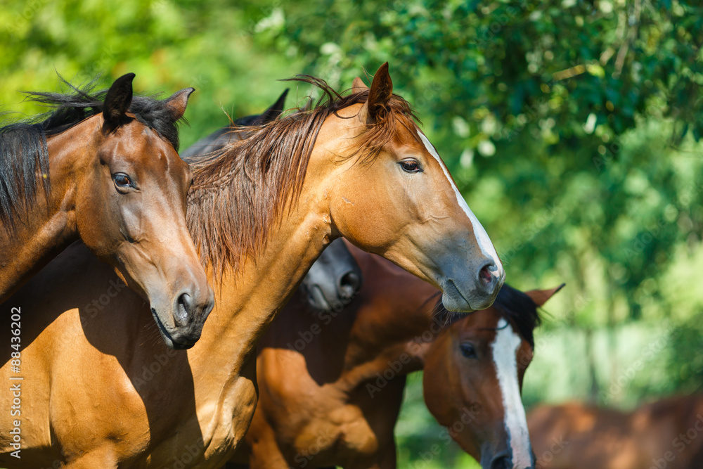 Fototapeta premium Herd of horse on the meadow