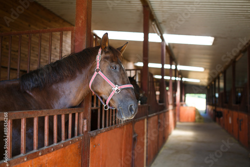 Fototapeta Naklejka Na Ścianę i Meble -  Horse in the stable