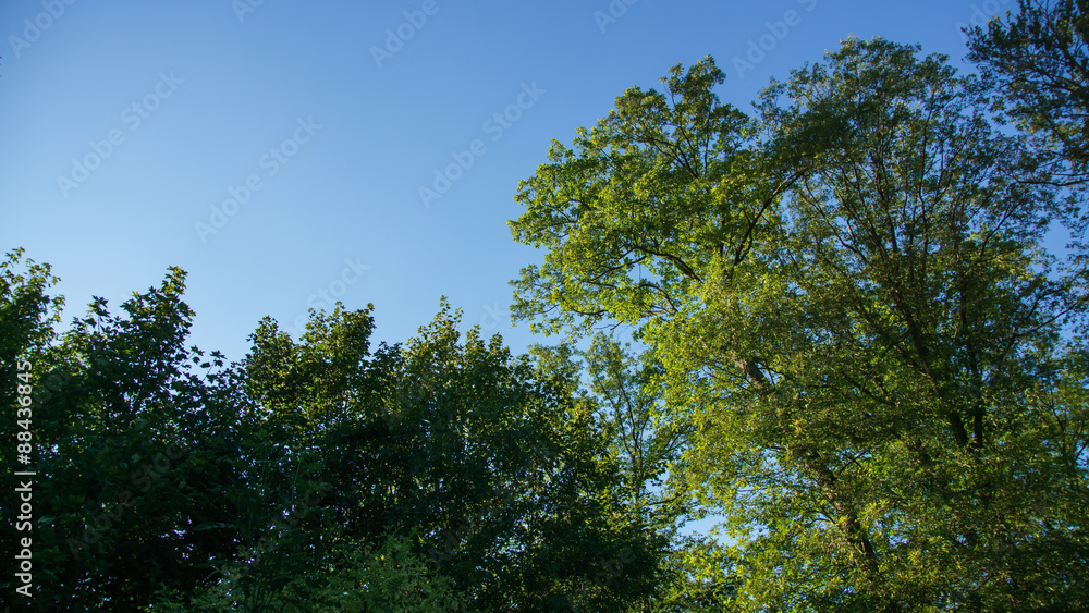 Obraz premium Trees and Sky