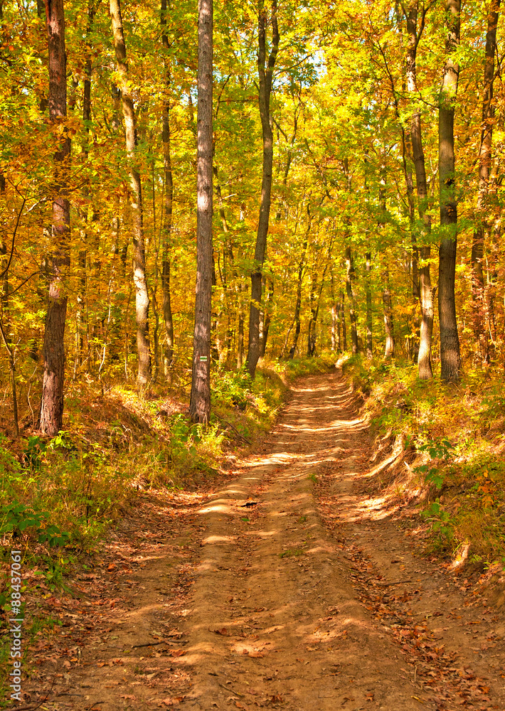 Fototapeta premium Nice autumnal scene in the forest