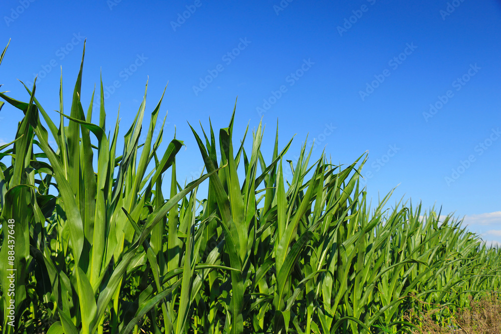 green, maturing corn green, maturing corn