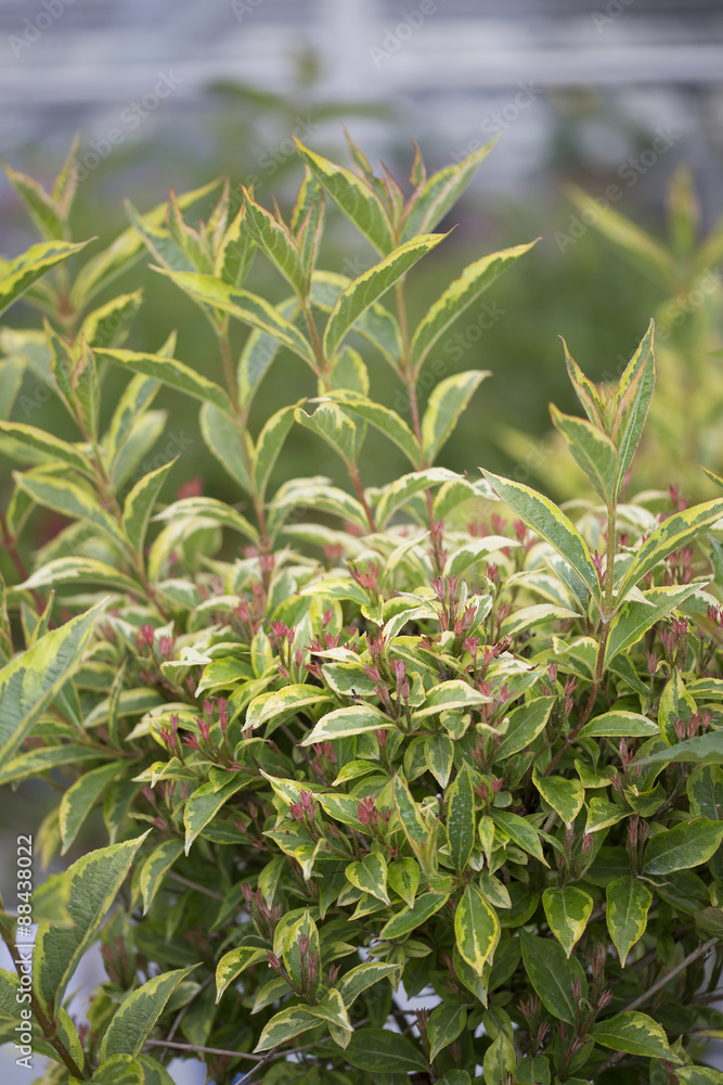 Fototapeta premium Weigela - French Lace
