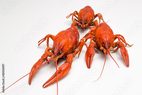 Boiled crawfish is isolated on a white background