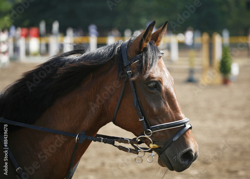 Head shot of a beautiful purebred show jumper horse