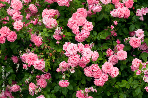 Pink roses photo