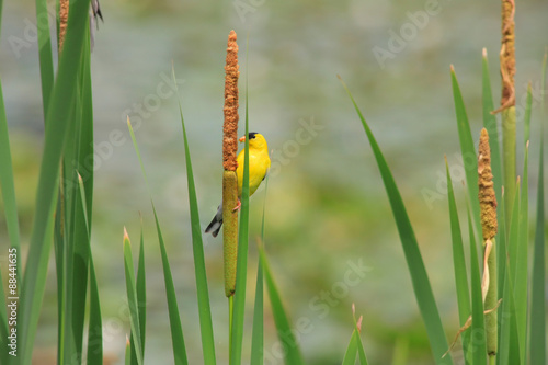 Beautiful Gold finch bird on tall plant