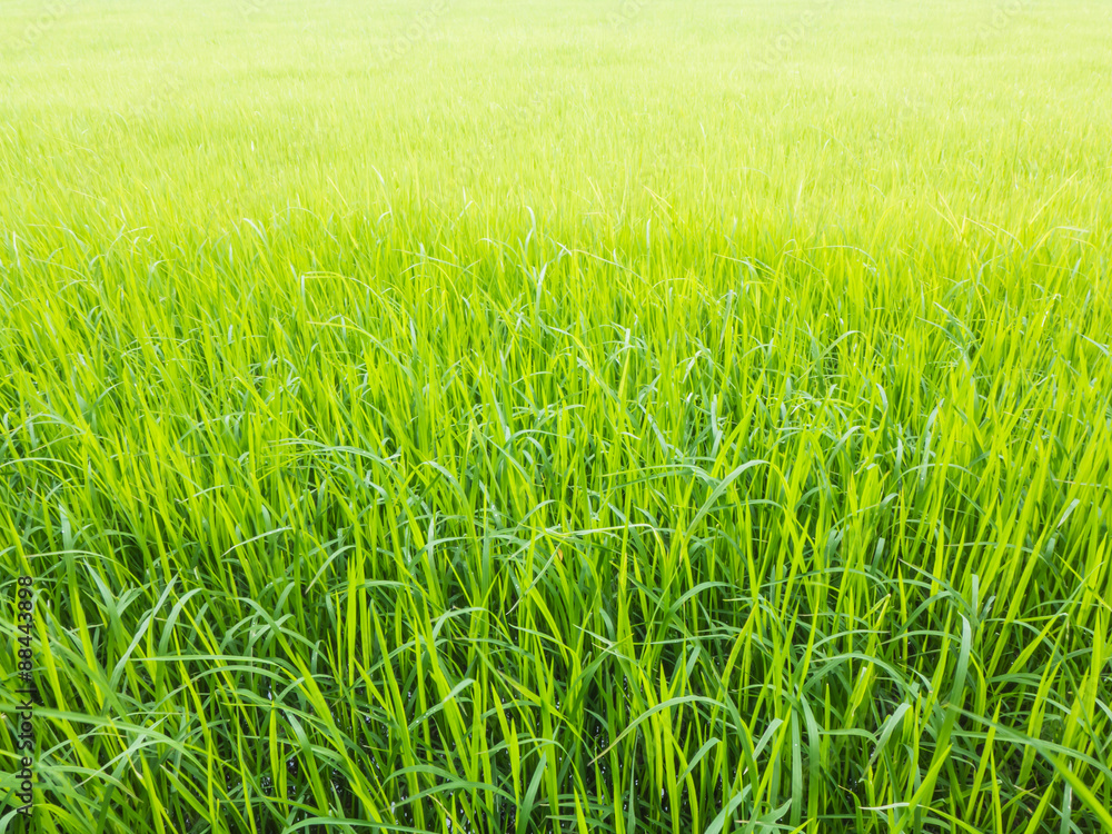 green rice field in rainy season green rice field in rainy season
