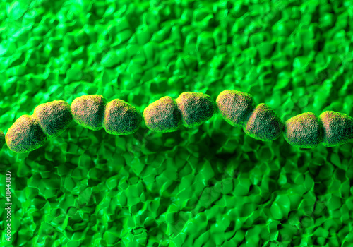 Enterococcus faecalis bacteria  or  Streptococcus faecalis bacteria photo