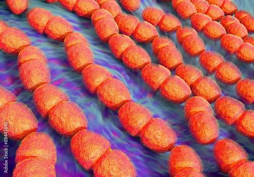 Enterococcus faecalis bacteria  or  Streptococcus faecalis bacteria