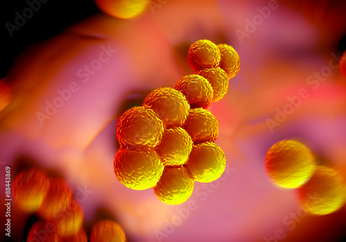 superbug bacteria or Staphylococcus aureus (MRSA) bacteria photo