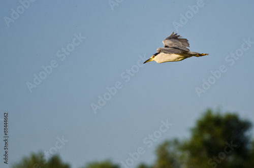 Black-Crowned Night Heron Flying Over the Marsh