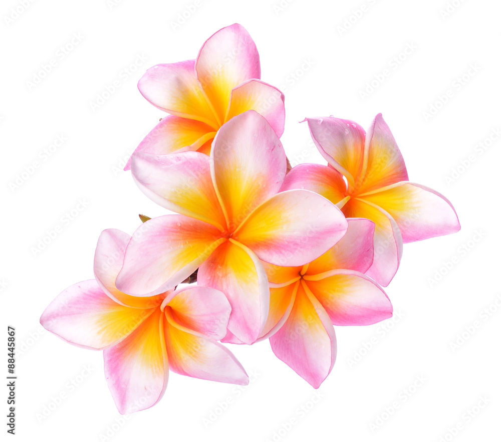 Fototapeta premium Tropical flowers frangipani (plumeria) isolated on white backgro