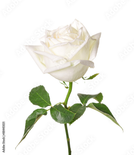 A single white Rose isolated on white background