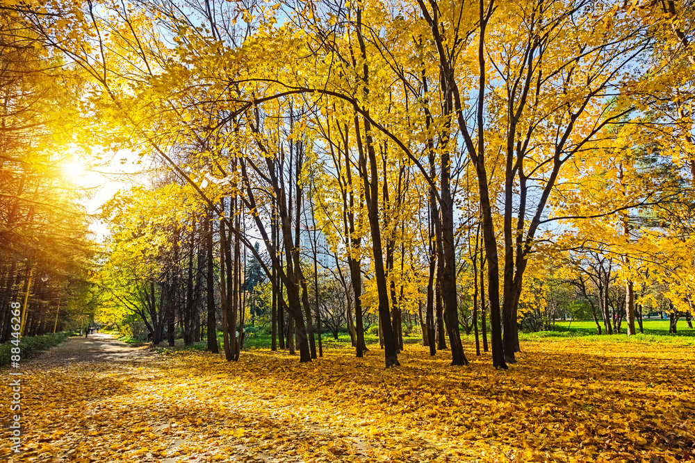 Fototapeta premium Sunny autumn park