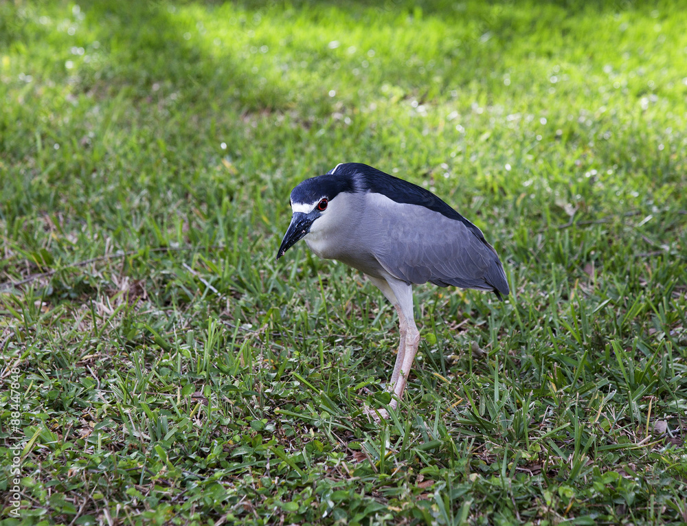 Naklejka premium Black crowned night heron. Nycticorax nycticorax. Florida