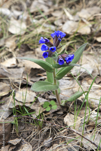 Pulmonaria officinalis