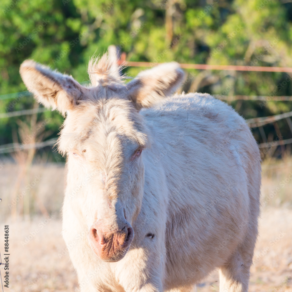 Fototapeta premium Sardinian donkey albino