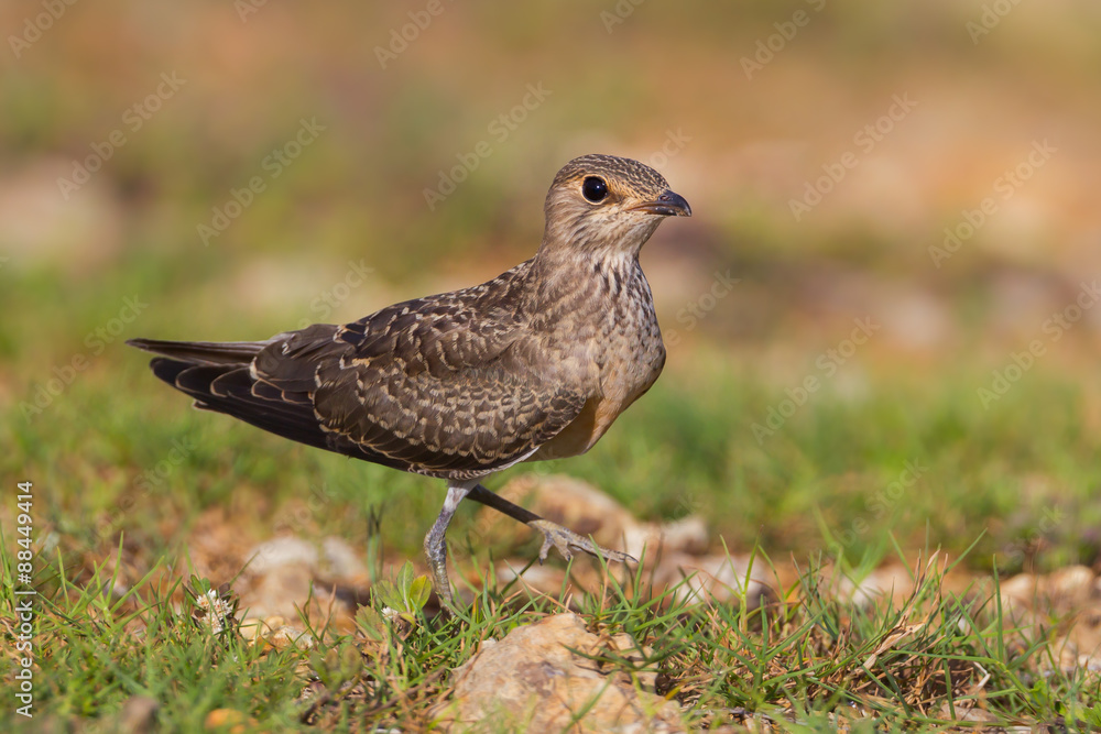 Young Oriental Pratincole(Glareola maldivarum) walking Young Oriental Pratincole(Glareola maldivarum) walking