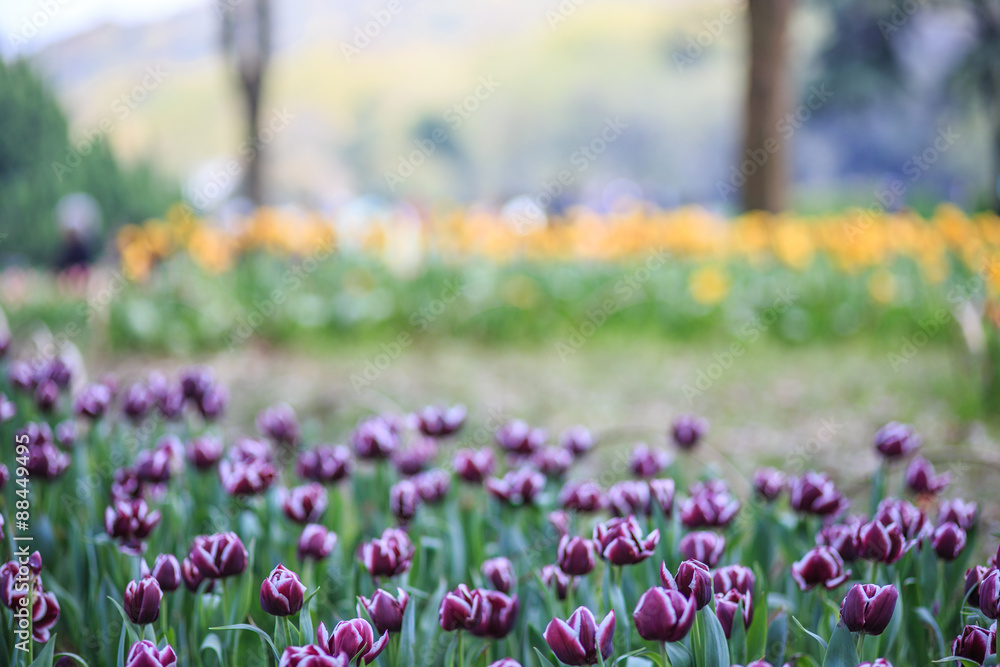 Fototapeta premium Fuzzy tulip garden