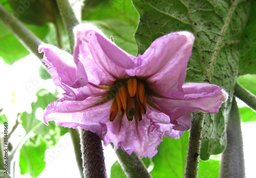 Eggplant flower