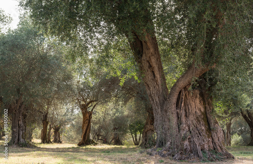 Villa Adriana