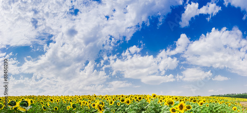 Sky over sunflowers