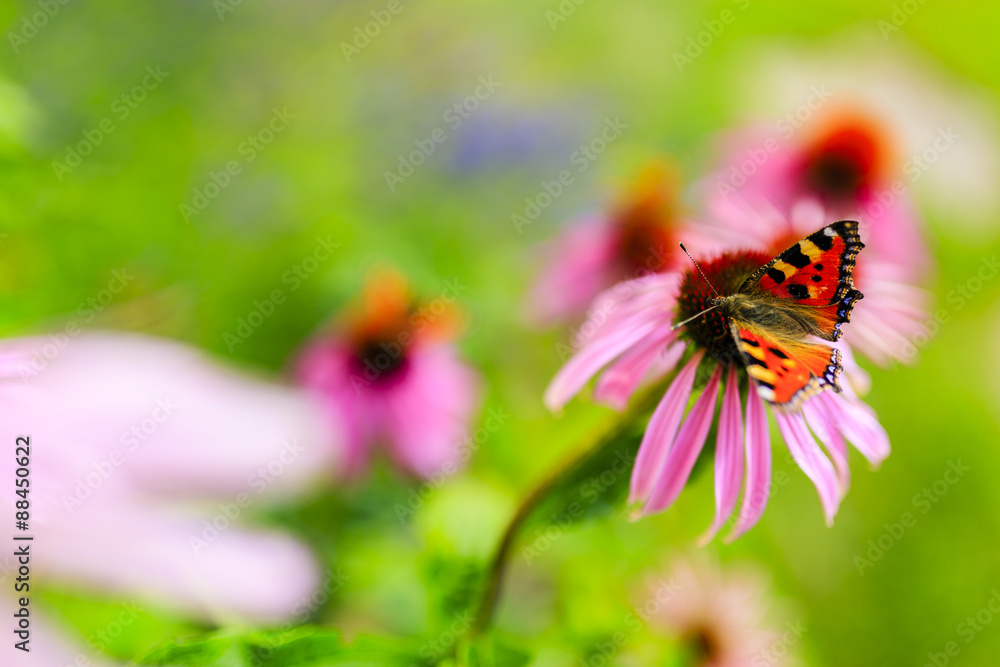 Colorful butterfly on flower purple coneflower (Echinacea) Colorful butterfly on flower purple coneflower (Echinacea)