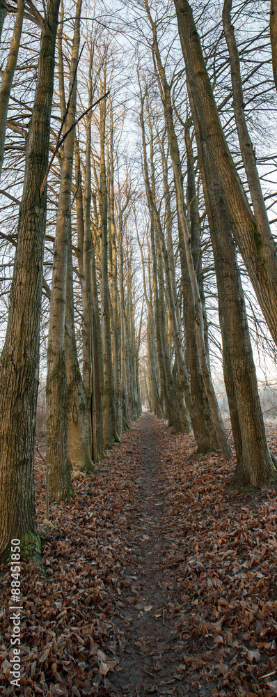 Fototapeta premium alley between trees