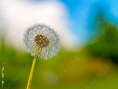 Daandelion with blurry sky background