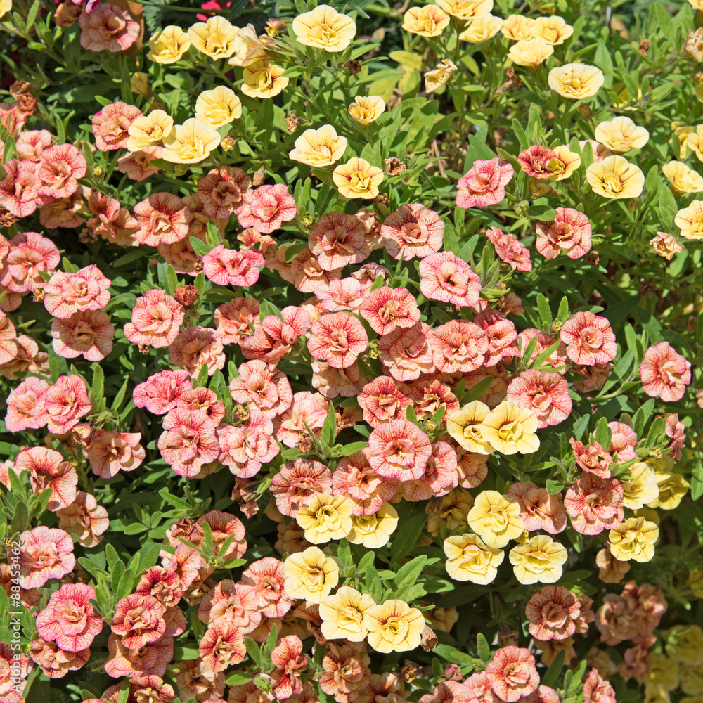 Petunien StockFoto Adobe Stock