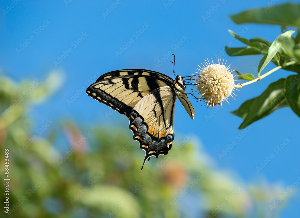 Naklejka premium Eastern Tiger Swallowtail butterfly (Papilio glaucus) feeding on buttonbush flowers