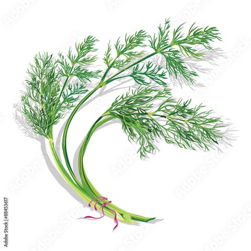 Vector illustration - realistic bunch of dill