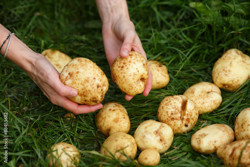 Potato harvesting