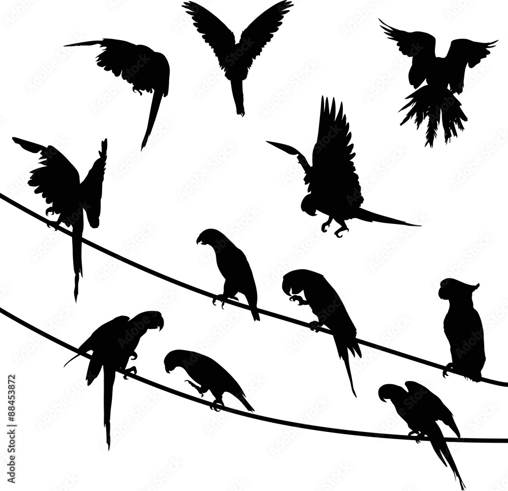 Obraz premium eleven parrots black silhouettes illustration