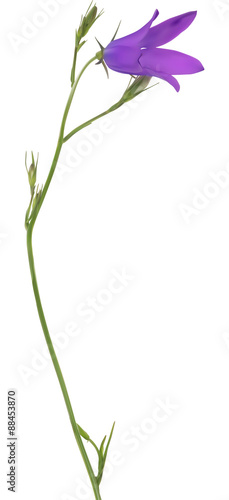 illustration with Spreading bellflower on white