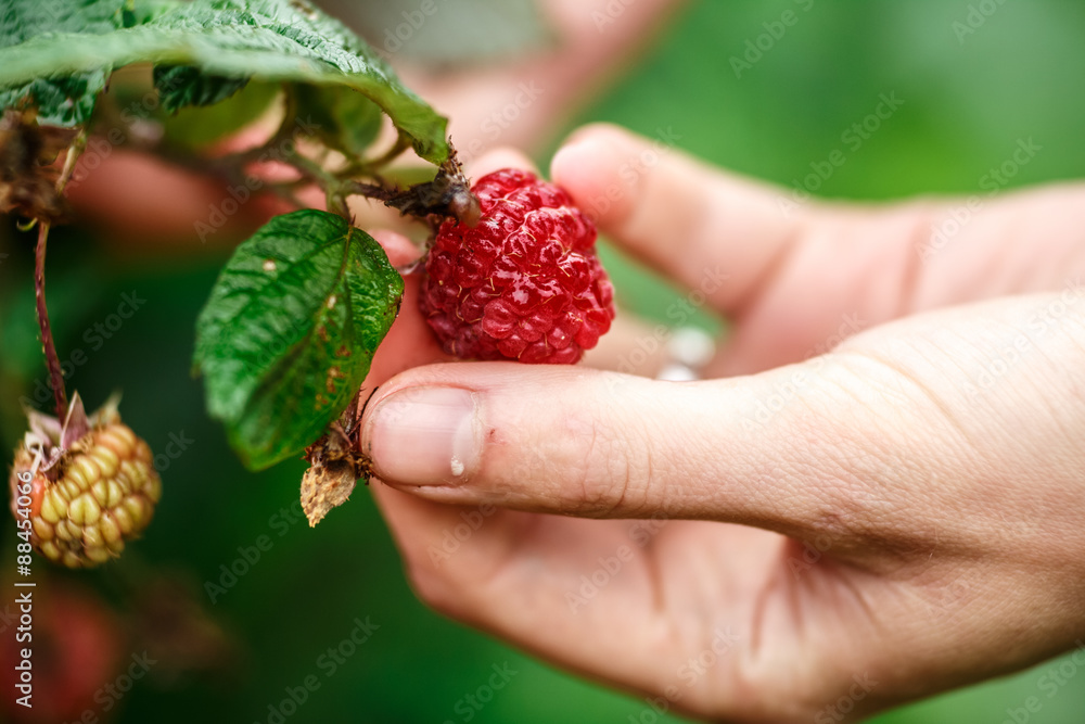 Raspberry picking Raspberry picking